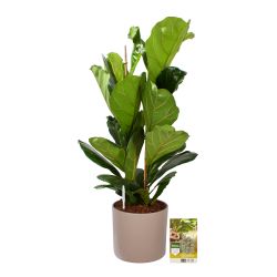 Pokon Vioolbladplant / Ficus Lyrata incl. watermeter en voeding in Mica Era Pot Licht Grijs