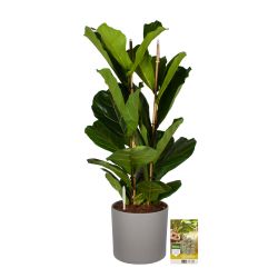 Pokon Vioolbladplant / Ficus Lyrata incl. watermeter en voeding in Mica Era Pot Grijs