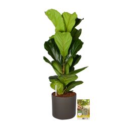 Pokon Vioolbladplant / Ficus Lyrata incl. watermeter en voeding in Mica Era Pot Donker Grijs