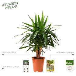 Pokon Yucca / Palmlelie incl. watermeter en voeding - afbeelding 2