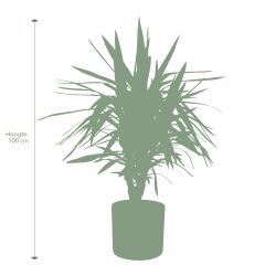 Pokon Yucca / Palmlelie incl. watermeter en voeding - afbeelding 4