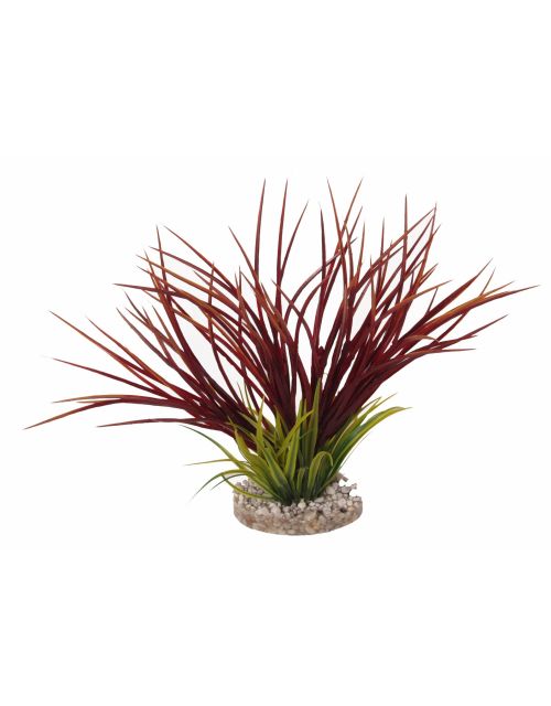 Fan grass 30cm