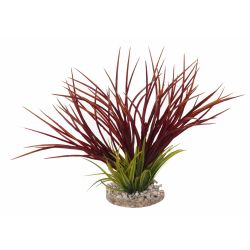 Fan grass 30cm