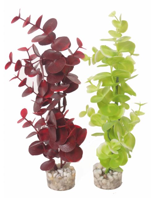 Eucalyptus 22cm