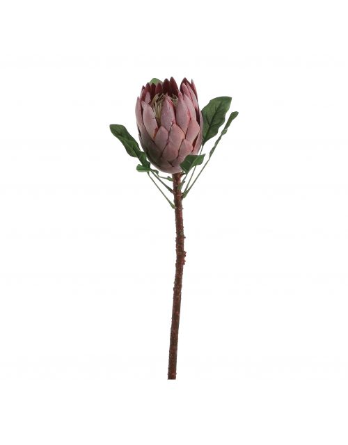 Protea bruin - l67cm