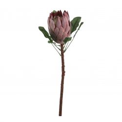Protea bruin - l67cm