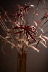 PTMD Bamboo Leafs Burgundy umbrella bamboo spray - afbeelding 4
