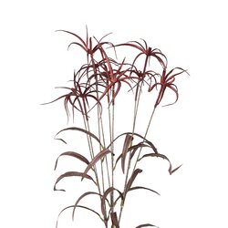 PTMD Bamboo Leafs Burgundy umbrella bamboo spray - afbeelding 2