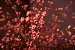 PTMD Berry Plant Light Pink berry spray - afbeelding 5