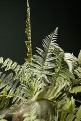 PTMD Fern Plant Moss Green fern bush large L - afbeelding 4
