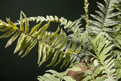 PTMD Fern Plant Moss Green fern bush large L - afbeelding 5
