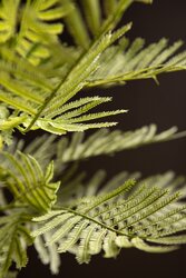 PTMD Fern Plant Moss Green fern bush large S - afbeelding 5