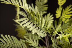 PTMD Fern Plant Moss Green fern bush large S - afbeelding 4