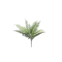 PTMD Fern Plant Moss Green fern bush small - afbeelding 1