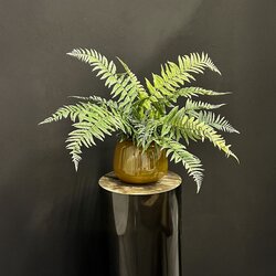 PTMD Fern Plant Moss Green fern bush small - afbeelding 3