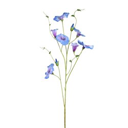 PTMD Garden Flower Blue morning glory pray