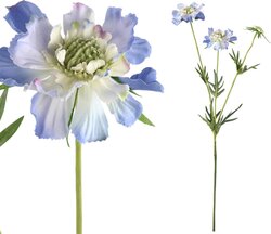 PTMD Garden Flower blue scabiosa spray with bud