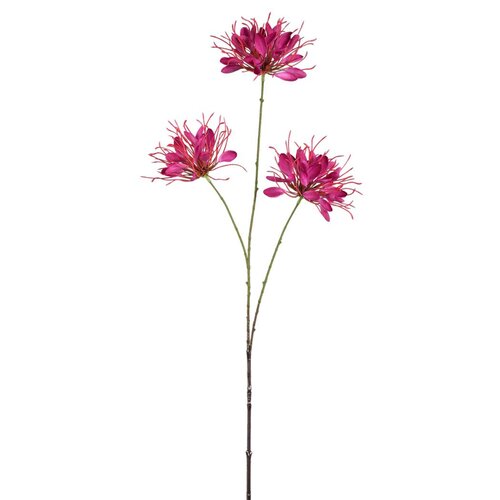 PTMD Garden Flower Burgundy spider flower spray
