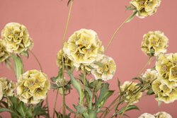 PTMD Garden Flower Green scabiosa spray - afbeelding 5