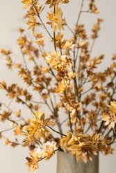 PTMD Garden Flower Light Brown Dry chrysanthemum - afbeelding 4