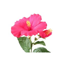 PTMD Garden Flower Pink hibiscus spray with bud