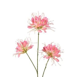 PTMD Garden Flower Pink spider flower spray