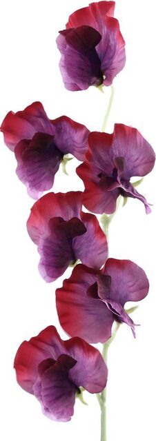 PTMD Garden Flower Purple sweet pea spray