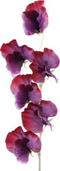 PTMD Garden Flower Purple sweet pea spray