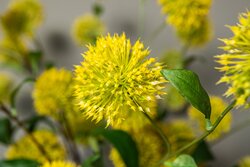 PTMD Garden Flower Yellow allium spray - afbeelding 3