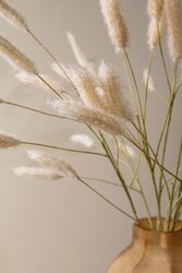 PTMD Grass Plant Cream pampas grass spray - afbeelding 4