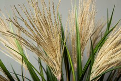 PTMD Grass Plant Natural weeping pampas grass spray S - afbeelding 3