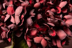 PTMD Hydrangea Flower Burgundy hydrangea stem small - afbeelding 5