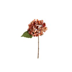 PTMD Hydrangea Flower Rust hydrangea stem small - afbeelding 1