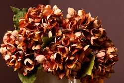 PTMD Hydrangea Flower Rust hydrangea stem small - afbeelding 5