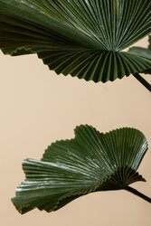 PTMD Leaves Plant Dark Green licuala plant in pot - afbeelding 4
