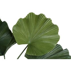 PTMD Leaves Plant Dark Green licuala plant in pot - afbeelding 2