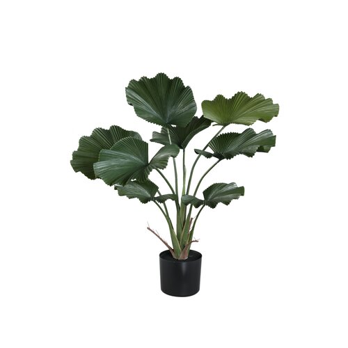 PTMD Leaves Plant Dark Green licuala plant in pot - afbeelding 1