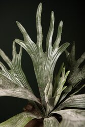 PTMD Leaves Plant dark green staghorn on stem - afbeelding 5