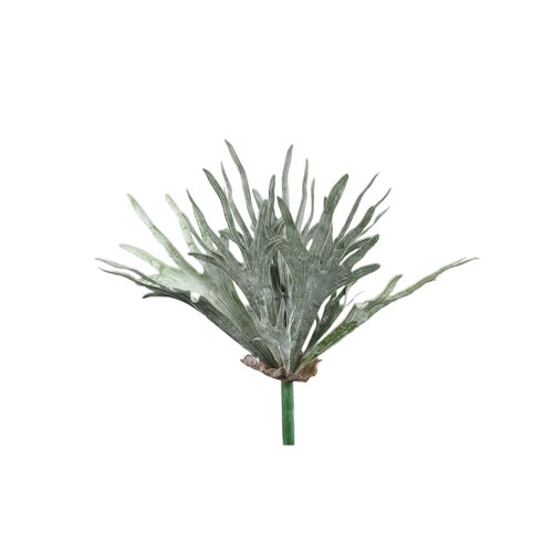 PTMD Leaves Plant dark green staghorn on stem - afbeelding 1