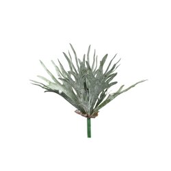 PTMD Leaves Plant dark green staghorn on stem - afbeelding 1