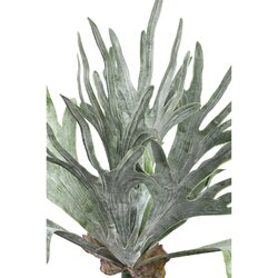 PTMD Leaves Plant dark green staghorn on stem - afbeelding 2