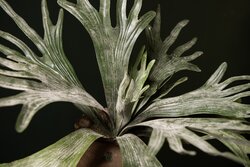 PTMD Leaves Plant dark green staghorn on stem - afbeelding 4