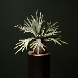 PTMD Leaves Plant dark green staghorn on stem - afbeelding 3
