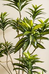 PTMD Leaves Plant Green dracaena plant in black pot - afbeelding 4
