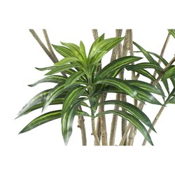 PTMD Leaves Plant Green dracaena plant in black pot - afbeelding 2