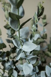 PTMD Leaves Plant Green eucalyptus spray - afbeelding 3