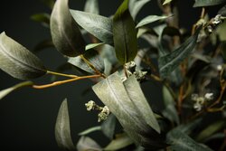 PTMD Leaves Plant Green eucalyptus spray w seeds long - afbeelding 4