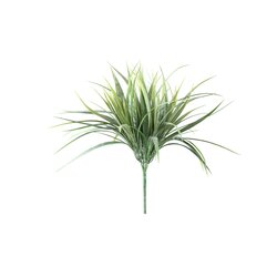 PTMD Leaves Plant Green field grass bush