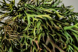 PTMD Leaves Plant Green hanging leaves spray - afbeelding 3
