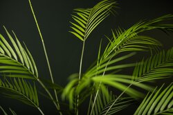PTMD Leaves Plant Green palm bush middle - afbeelding 4